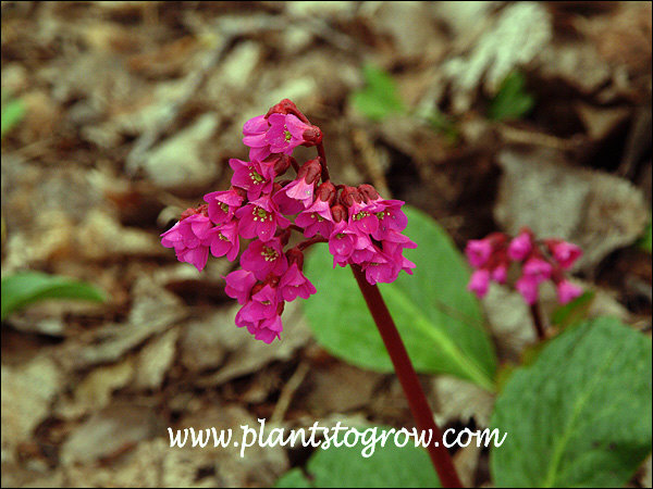 Attractive magenta-red flowers on the burgundy colored flower scape.
